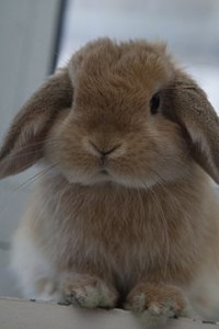 220px-Miniature_Lop