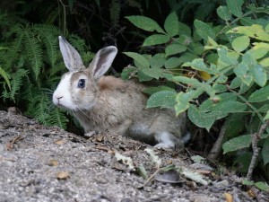 Japan's Rabbit Island