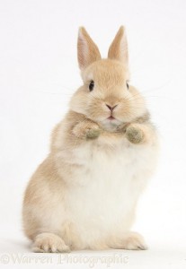 Photograph of Little baby Netherland Dwarf cross…