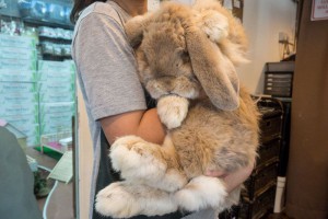 Rabbit Headquarters_ Meet The Friendly, Giant French Lop & His Friends At Pasir Ris Farmway