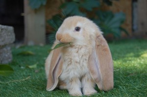 blonde English lop bunny (1)